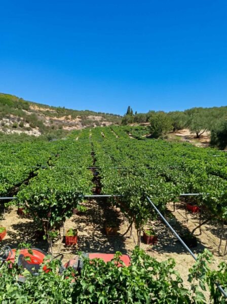 Fournarakis Winery & Traditional Distillery