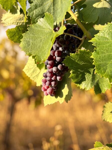 Fournarakis Winery & Traditional Distillery